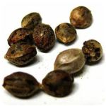 Семена марихуаны АК-47  (Seeds AK-47) в Самаре